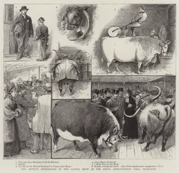 Eindrücke unseres Künstlers von der Viehschau in der Royal Agricultural Hall, Islington